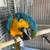 Blue and Gold Macaw 3 thumbnail