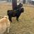 Boer Bucks 9 thumbnail