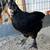 Black copper maran pair 1 thumbnail