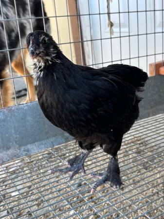 Black copper maran pair 1