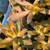 Succulent plants 9 thumbnail