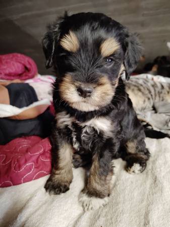 3 puppys (San Fernando)63913719427715120