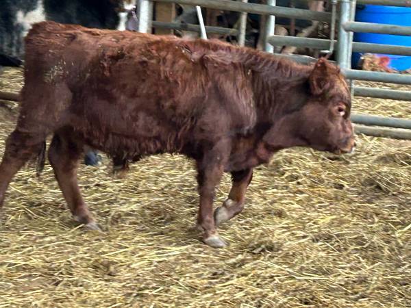Red Angus Bull 1