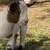 Goat, goats, Livestock, Nigerian goats, Milking goats 7 thumbnail