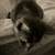 Cute black and biege kitten 17 thumbnail