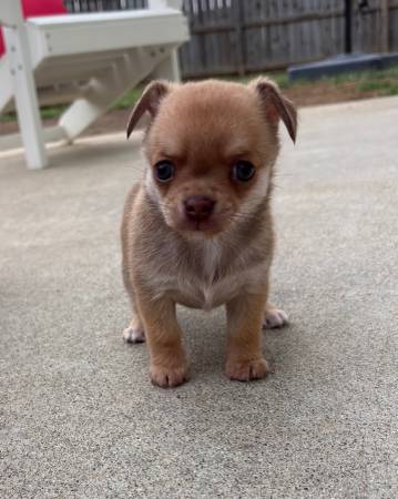 Chihuahua63924865443714121