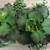 Beautiful large faux succulent arrangements in a modern planter 4 thumbnail