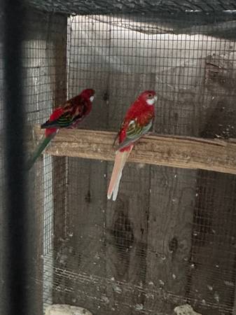 rosella, aves, loro (san jose downtown)63890025377281120
