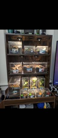 Tarantula Collection 1
