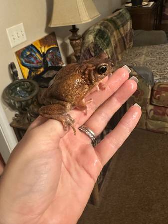 Yellow spotted toad (Daleville)582901965416704001