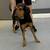 dogs looking for good homes 16 thumbnail