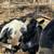 Nigerian dwerf -  buck 1 thumbnail