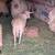 pigs 3 thumbnail