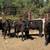 Angus Replacement Heifers 2 thumbnail