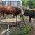 Bull stud 2 thumbnail