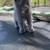 Kittens 3 thumbnail