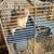 Hamster 1 thumbnail