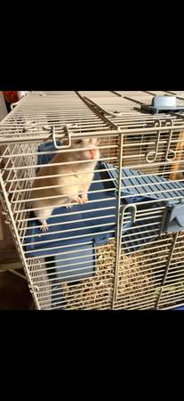 Hamster 1