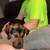 Treeing Walker Coonhound 3 thumbnail