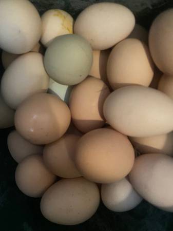 Fresh Farm Eggs 1