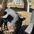 Pigs 1 thumbnail