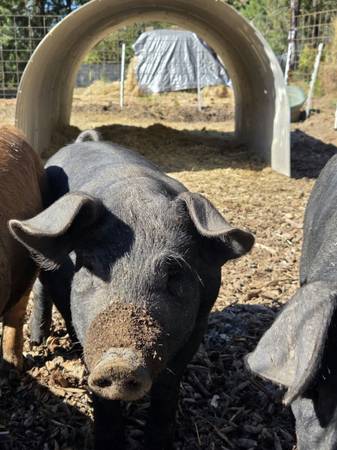 Pigs 1