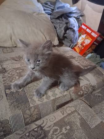Hand Raised Kittens (Phoenix)63967288126466122