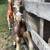 Vintage Plastic horses 7 thumbnail