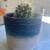 Golden barrels cactus 6 thumbnail