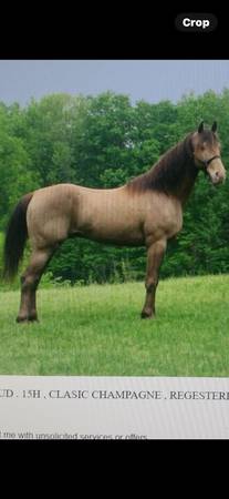TWH  /  LFG . 1