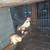 Bantams,pheasants,ducks,quail 5 thumbnail