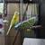 Parakeets 6 thumbnail