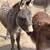 2 Yearling Jack 1 thumbnail