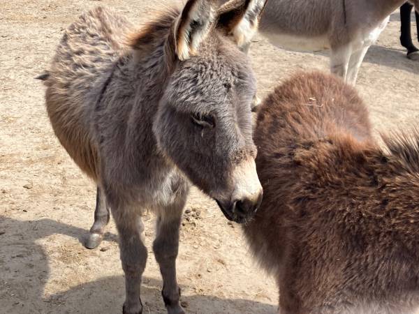 2 Yearling Jack 1