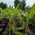 Banana Tree 🍌🍌 8 thumbnail