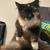 Munchkin Cat 1 thumbnail