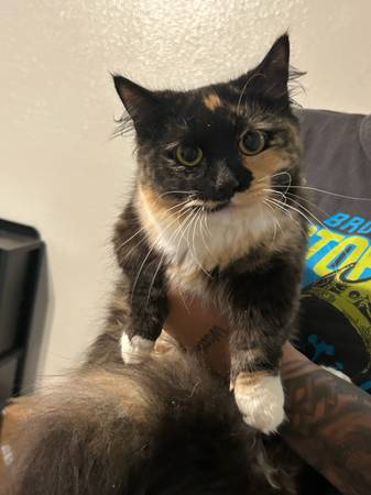 Munchkin Cat 1