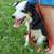 Toy Aussie 4 thumbnail