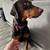 Doberman Pinscher 1 thumbnail