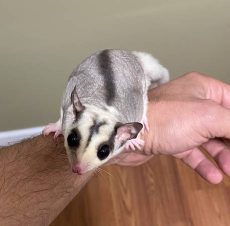 Mosaic Sugar Gliders - Males & Females 1
