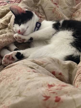 Female kitten574736441981675522