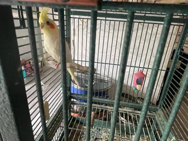 Bird 1