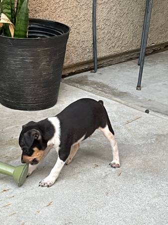 Rat terriers (Goshen)63873027341827121