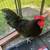 Rooster 2 thumbnail