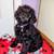 Miniature/Toy Poodle Puppies 2 thumbnail