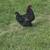 Rooster 1 thumbnail