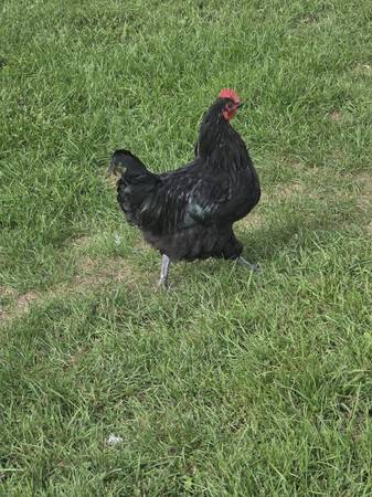 Rooster 1