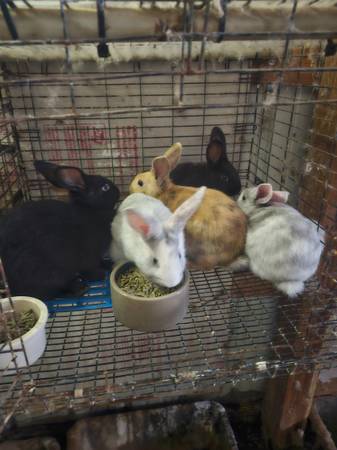 Tamuck Rabbits available 1