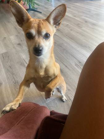 Missing dog 1