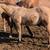 Dunskin AQHA stud colt 3 thumbnail